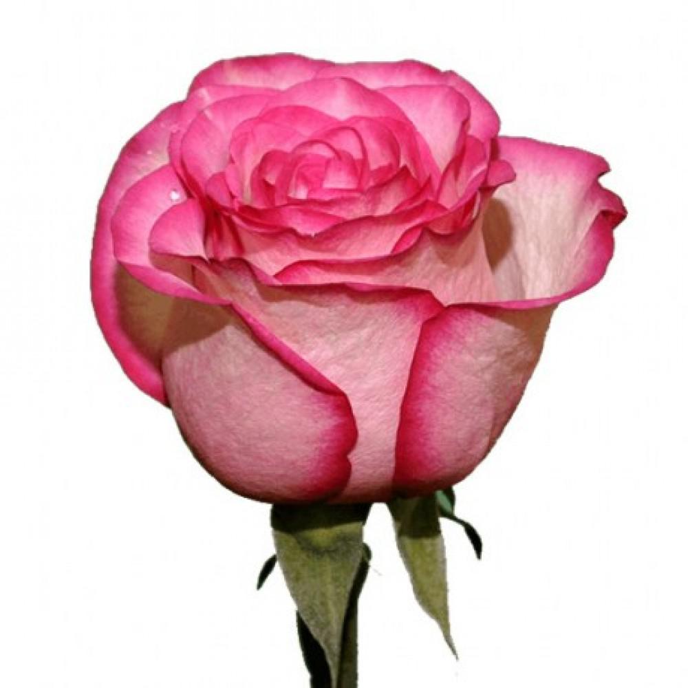 Купить розы поштучно в москве. Сорт розы Карусель.